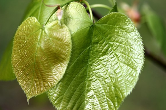 Basswood Leaf