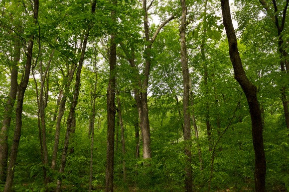 Basswood Forest