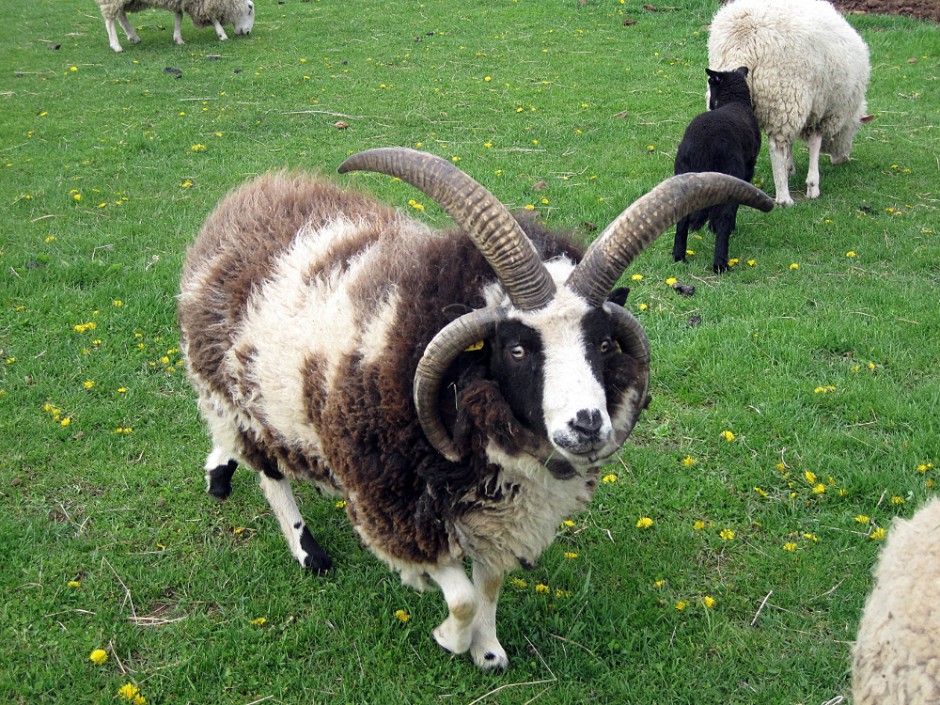 Jacob sheep