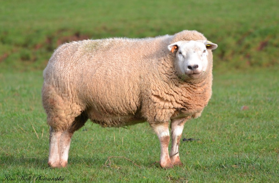 Lexel Sheep 2
