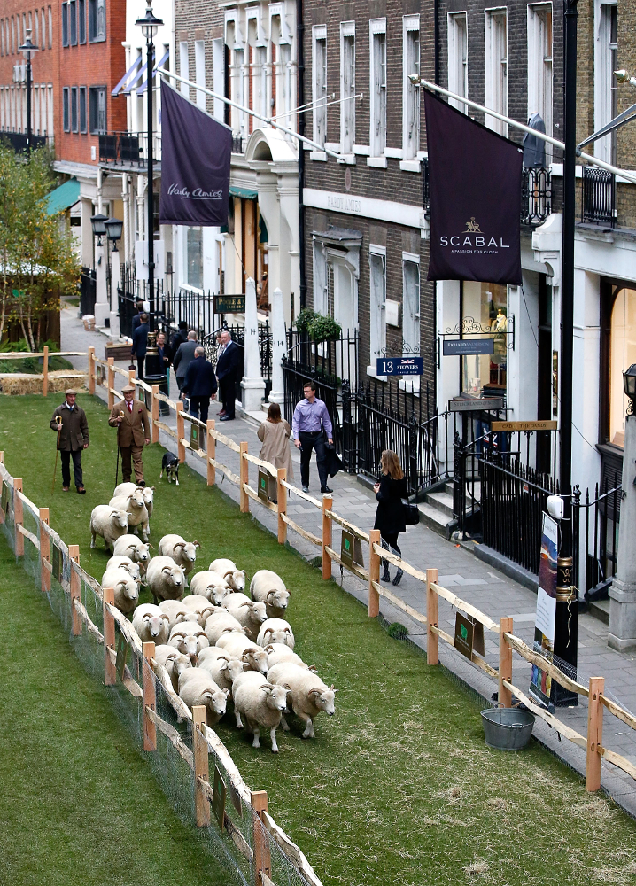 Sheep on Saville Row