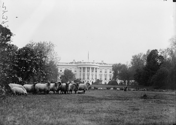 White House Sheep on Lawn